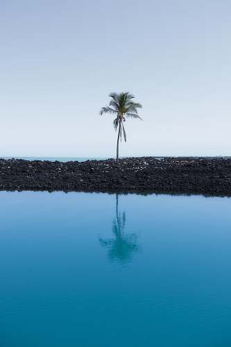 palm tree palm tree at the shore during day arecaceae